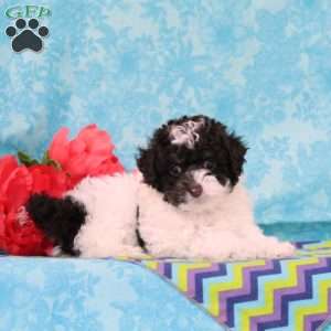 Almond Joy, Toy Poodle Puppy